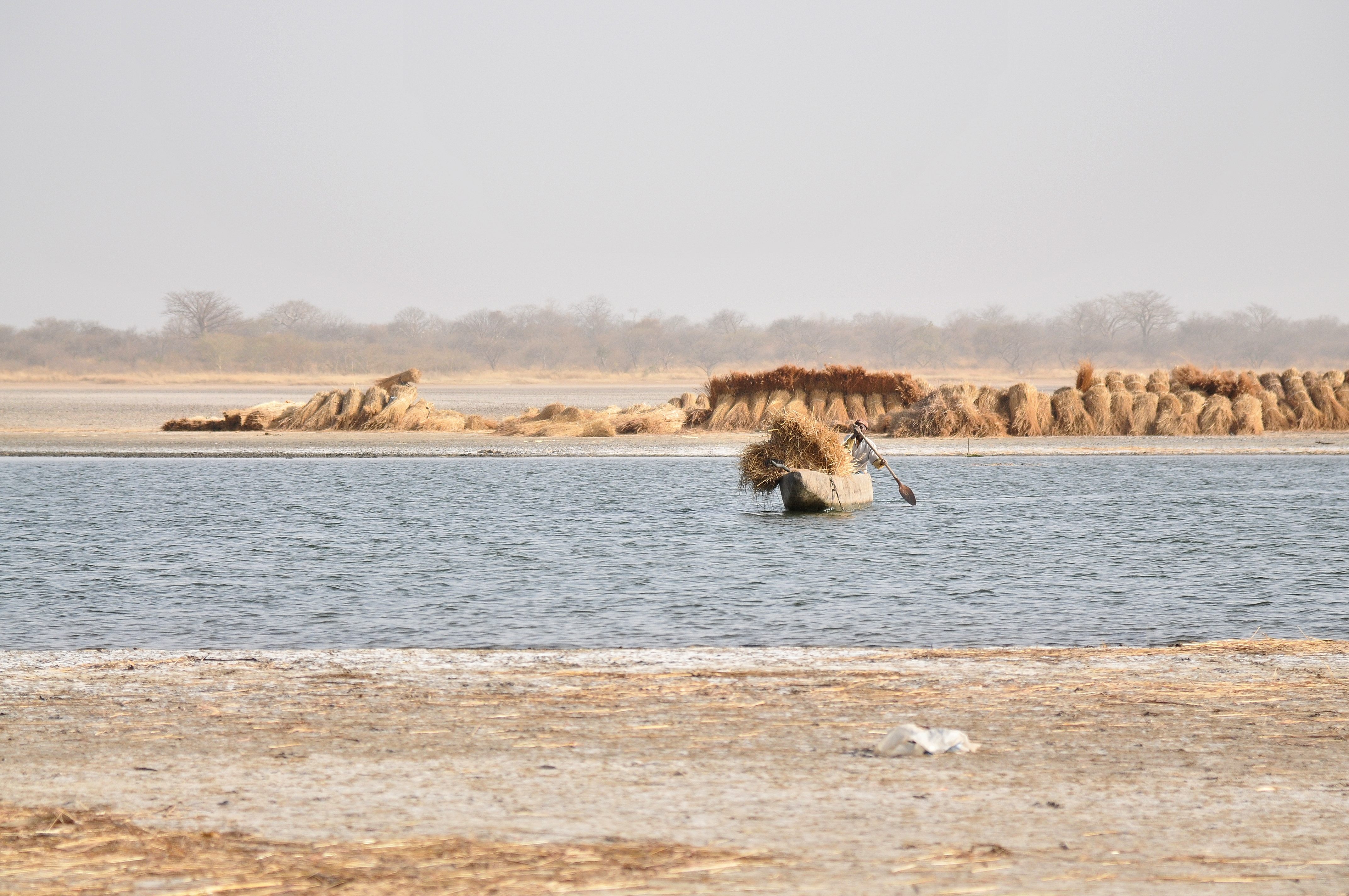 Récolte des roseaux sur l'ile de Kousmar, et leur acheminement en pirogue jusqu'au village de Ndiaffate.